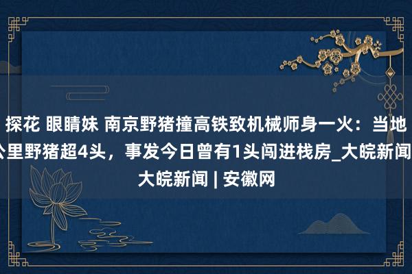 探花 眼睛妹 南京野猪撞高铁致机械师身一火：当地每正常公里野猪超4头，事发今日曾有1头闯进栈房_大皖新闻 | 安徽网